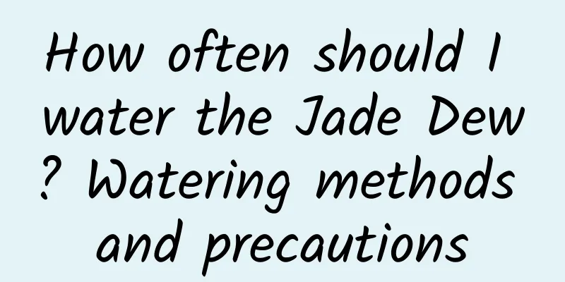 How often should I water the Jade Dew? Watering methods and precautions