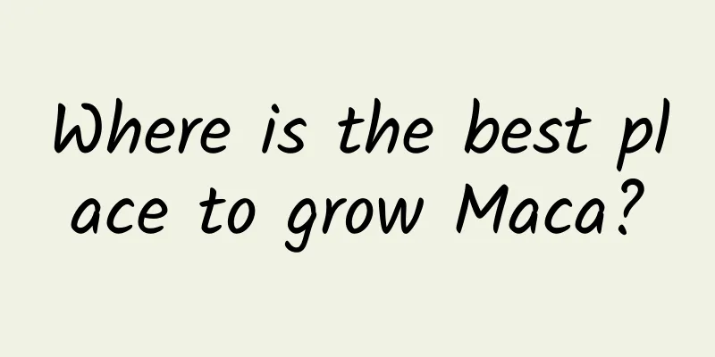 Where is the best place to grow Maca?
