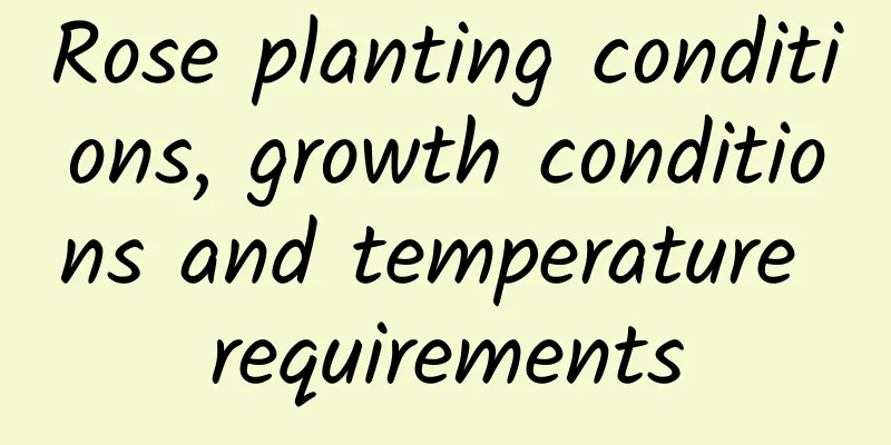 Rose planting conditions, growth conditions and temperature requirements
