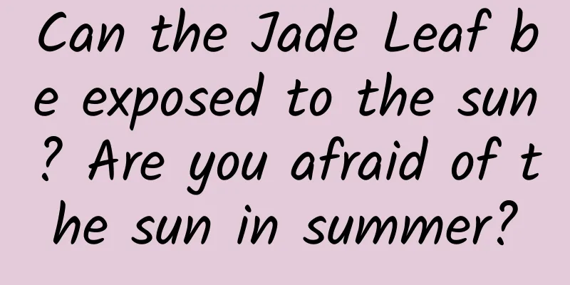 Can the Jade Leaf be exposed to the sun? Are you afraid of the sun in summer?