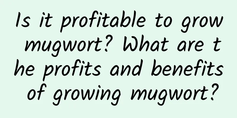Is it profitable to grow mugwort? What are the profits and benefits of growing mugwort?
