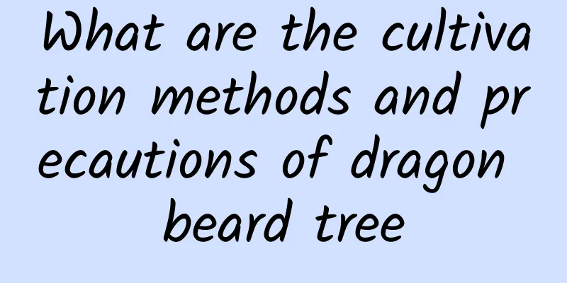 What are the cultivation methods and precautions of dragon beard tree