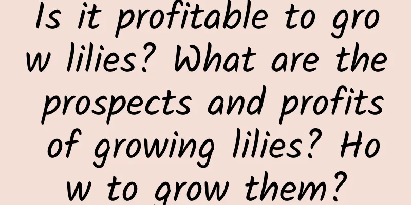 Is it profitable to grow lilies? What are the prospects and profits of growing lilies? How to grow them?