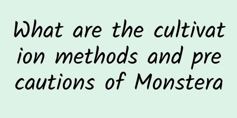 What are the cultivation methods and precautions of Monstera