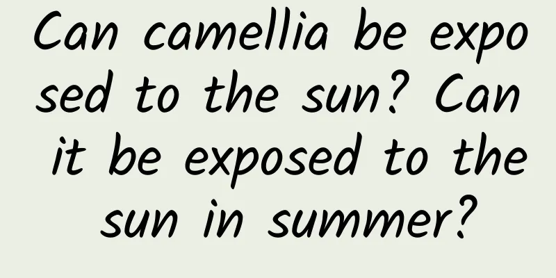 Can camellia be exposed to the sun? Can it be exposed to the sun in summer?