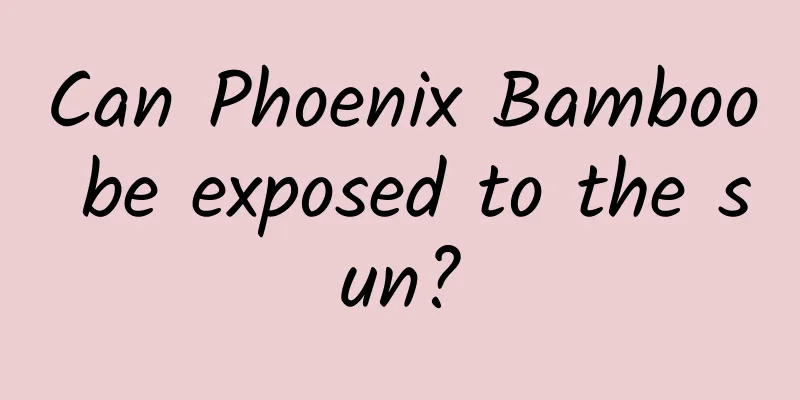 Can Phoenix Bamboo be exposed to the sun?