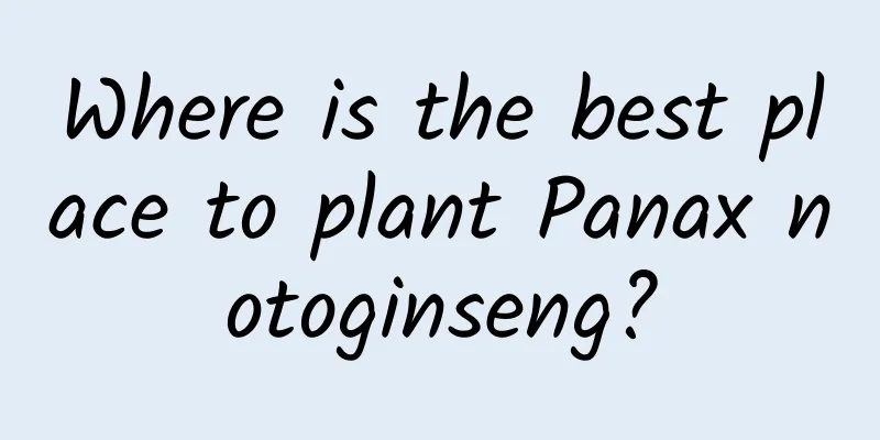 Where is the best place to plant Panax notoginseng?