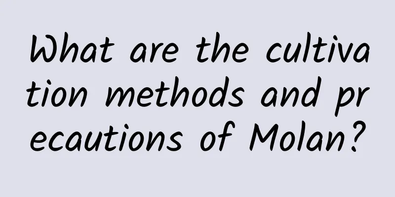What are the cultivation methods and precautions of Molan?