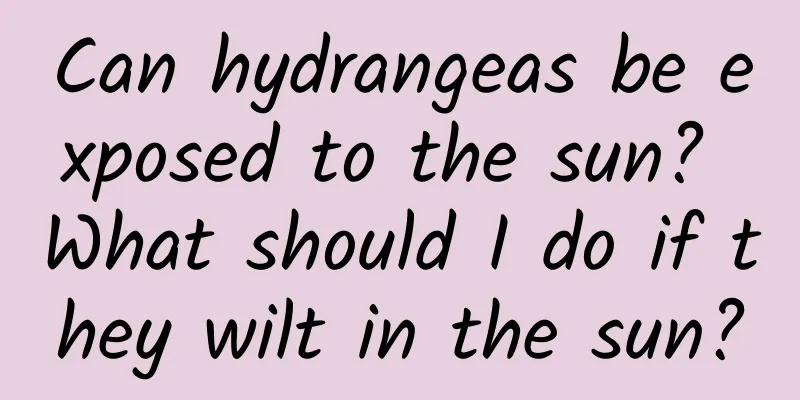 Can hydrangeas be exposed to the sun? What should I do if they wilt in the sun?