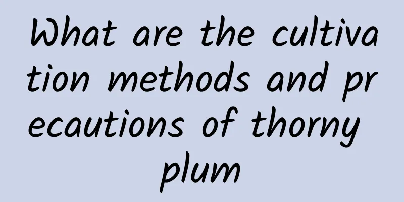 What are the cultivation methods and precautions of thorny plum