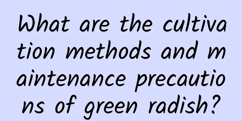 What are the cultivation methods and maintenance precautions of green radish?