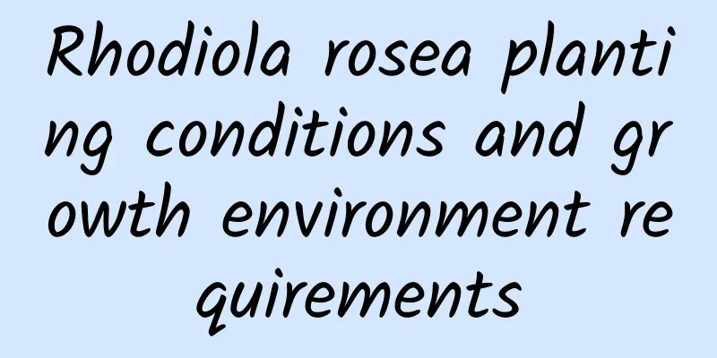 Rhodiola rosea planting conditions and growth environment requirements