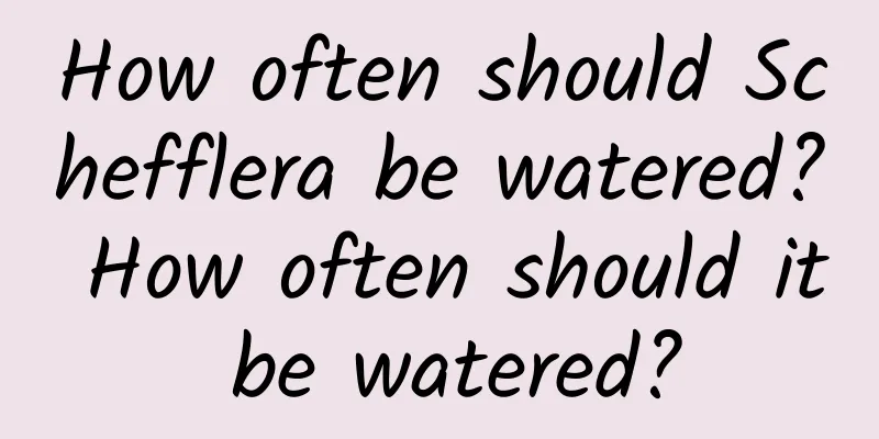 How often should Schefflera be watered? How often should it be watered?