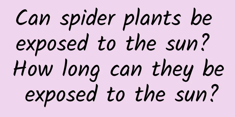 Can spider plants be exposed to the sun? How long can they be exposed to the sun?