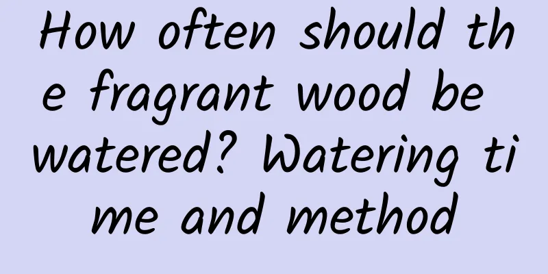 How often should the fragrant wood be watered? Watering time and method