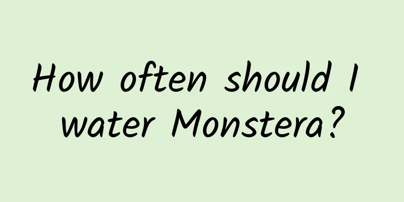 How often should I water Monstera?