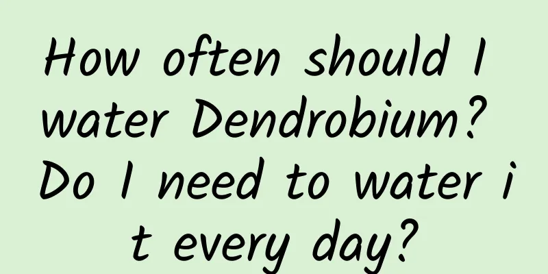 How often should I water Dendrobium? Do I need to water it every day?