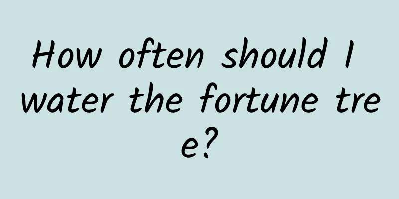How often should I water the fortune tree?