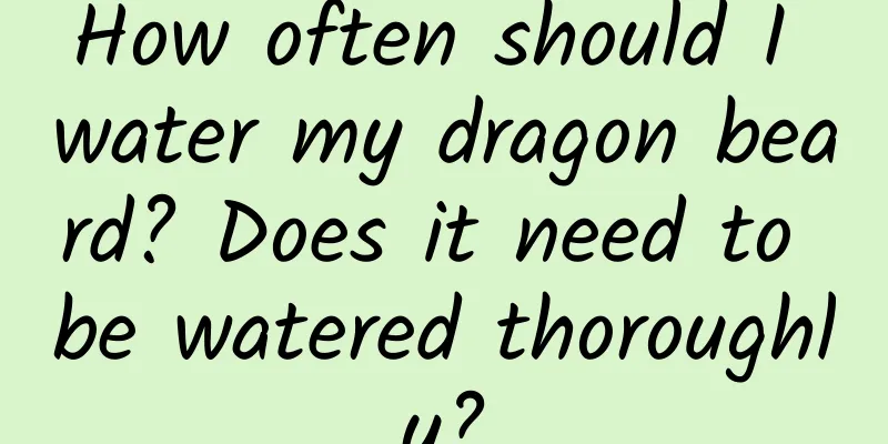 How often should I water my dragon beard? Does it need to be watered thoroughly?