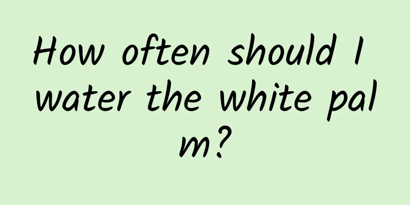 How often should I water the white palm?