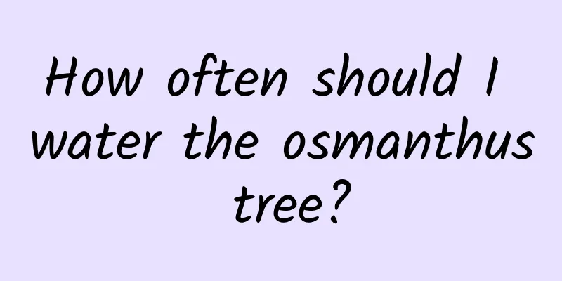 How often should I water the osmanthus tree?