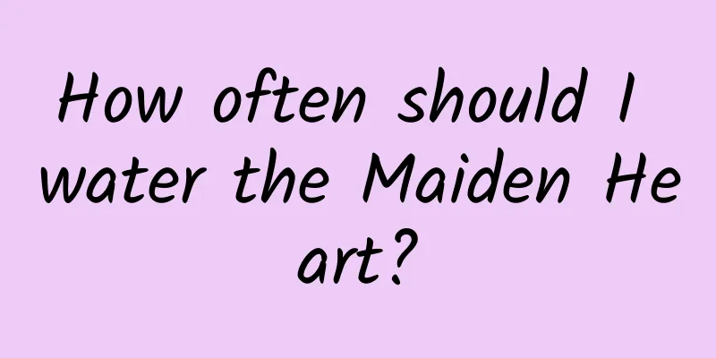 How often should I water the Maiden Heart?