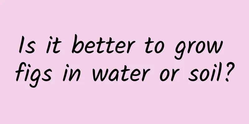 Is it better to grow figs in water or soil?