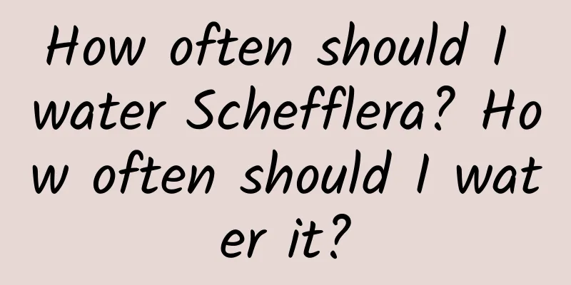 How often should I water Schefflera? How often should I water it?