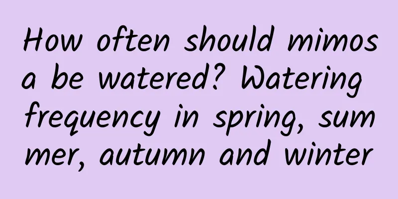 How often should mimosa be watered? Watering frequency in spring, summer, autumn and winter
