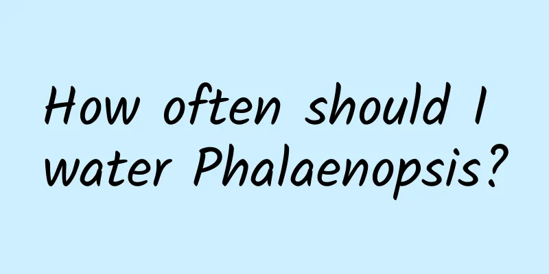 How often should I water Phalaenopsis?