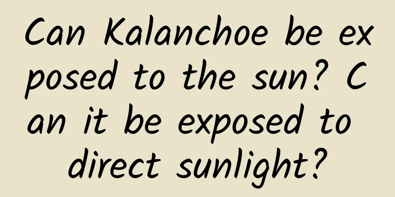 Can Kalanchoe be exposed to the sun? Can it be exposed to direct sunlight?
