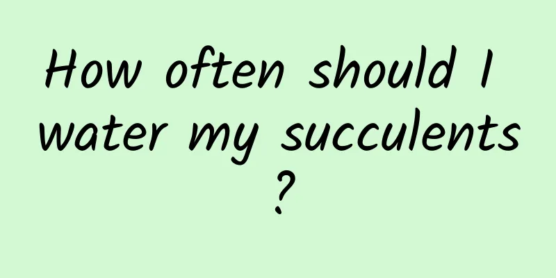 How often should I water my succulents?