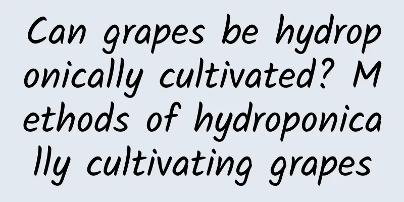 Can grapes be hydroponically cultivated? Methods of hydroponically cultivating grapes