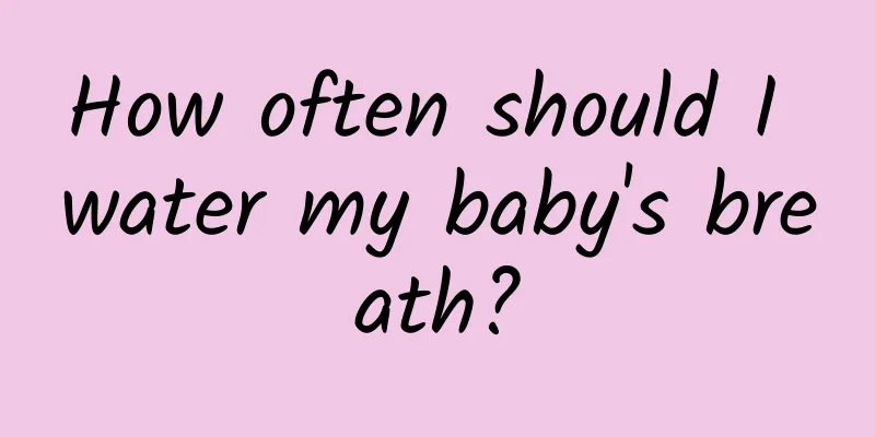 How often should I water my baby's breath?