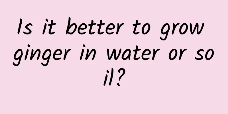 Is it better to grow ginger in water or soil?