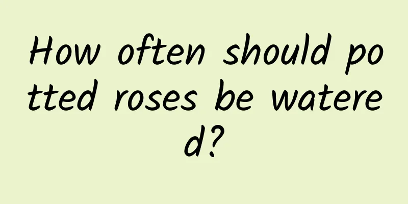 How often should potted roses be watered?