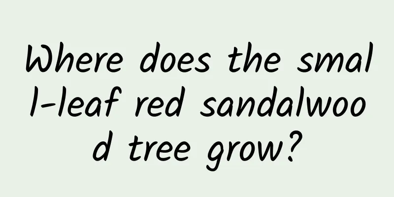 Where does the small-leaf red sandalwood tree grow?