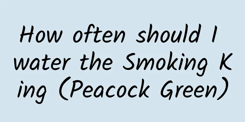 How often should I water the Smoking King (Peacock Green)