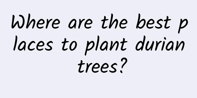 Where are the best places to plant durian trees?