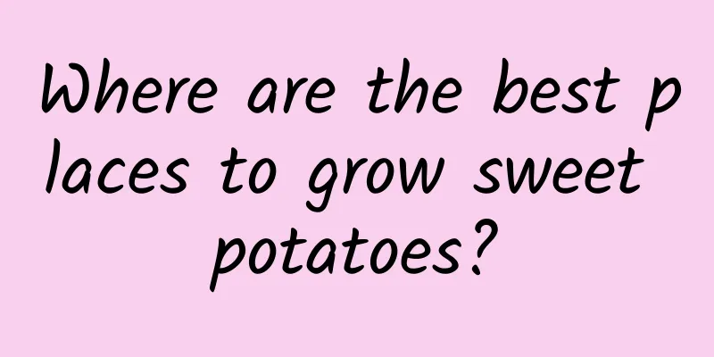 Where are the best places to grow sweet potatoes?