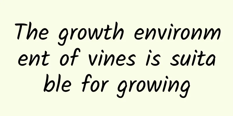The growth environment of vines is suitable for growing