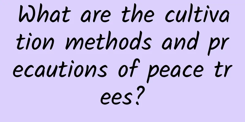 What are the cultivation methods and precautions of peace trees?