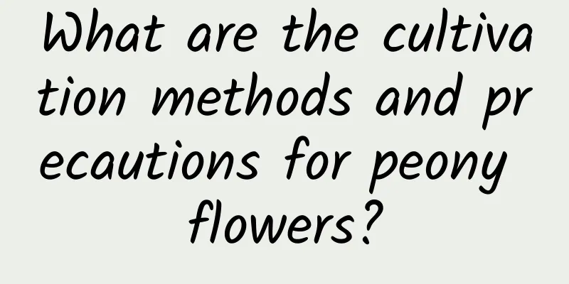 What are the cultivation methods and precautions for peony flowers?