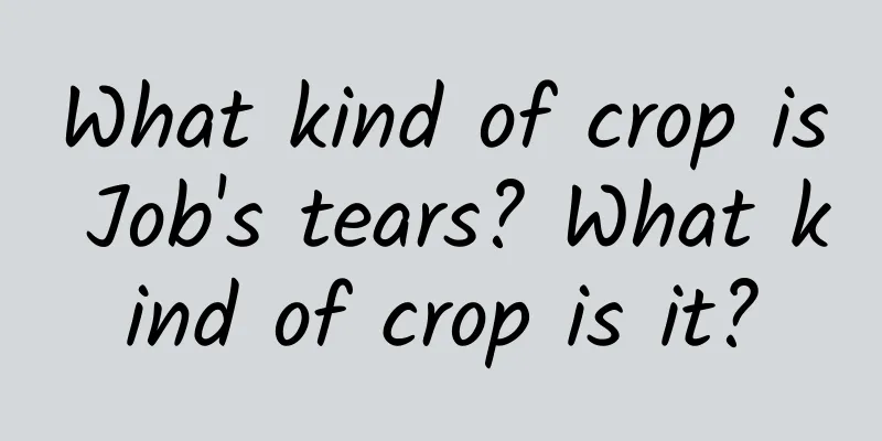 What kind of crop is Job's tears? What kind of crop is it?