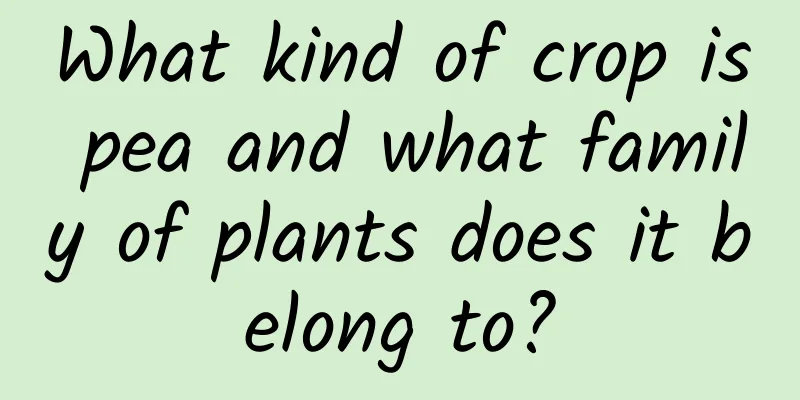 What kind of crop is pea and what family of plants does it belong to?