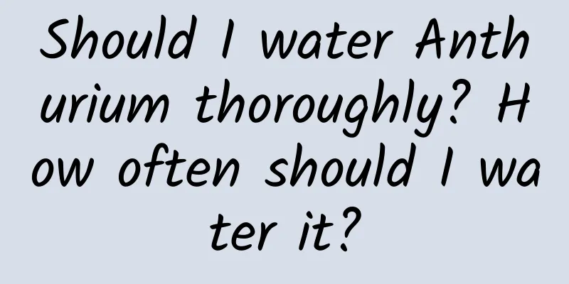 Should I water Anthurium thoroughly? How often should I water it?