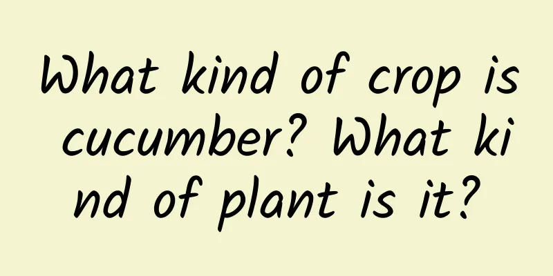What kind of crop is cucumber? What kind of plant is it?