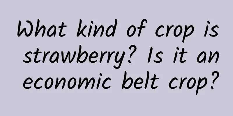 What kind of crop is strawberry? Is it an economic belt crop?