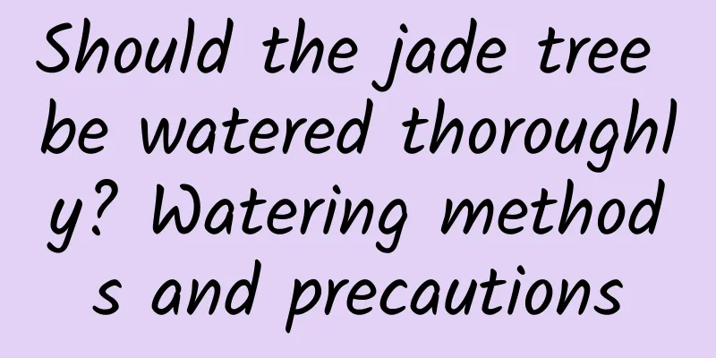 Should the jade tree be watered thoroughly? Watering methods and precautions