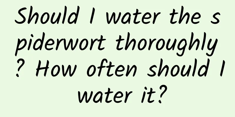 Should I water the spiderwort thoroughly? How often should I water it?